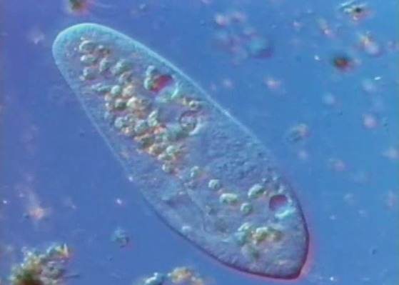 Single-Celled Organisms | Science | Video | PBS LearningMedia