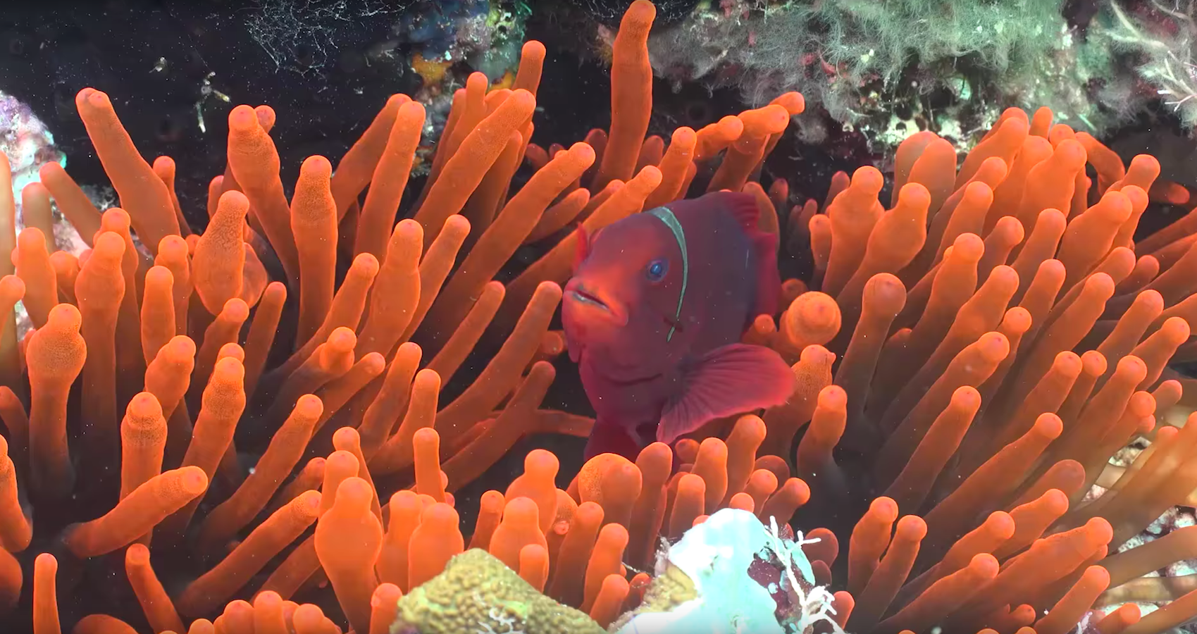 examples of symbiosis in coral reefs