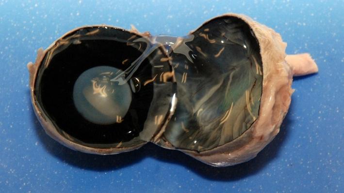 Dissection 101 | Cow Eye Dissection Photos | Science | Image | PBS