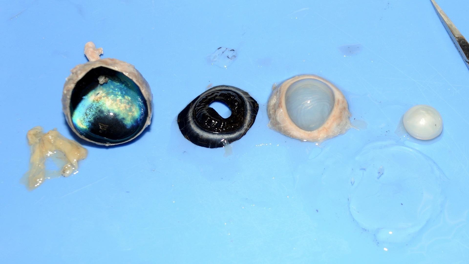 thumbnail image 2 of Cow Eye Dissection Kit With Specimen - Complete Anatomy Lab Set For Biology Students 2 of 14