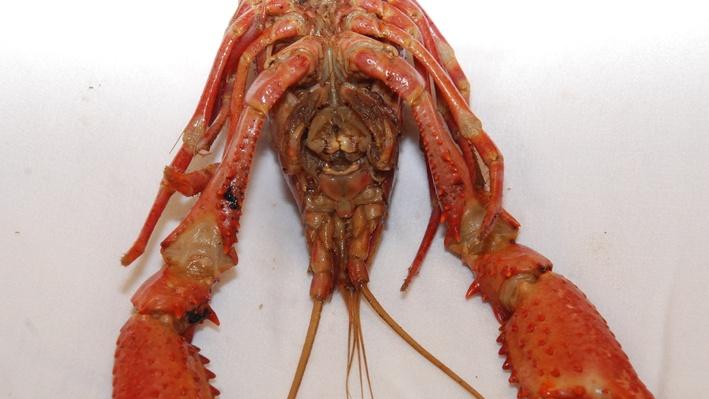 Dissection 101 | Detailed Crayfish Dissection (Part 1 of 2) | Science