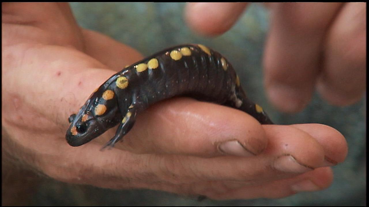 Indiana Expeditions Creepy Crawlers at the State Museum PBS