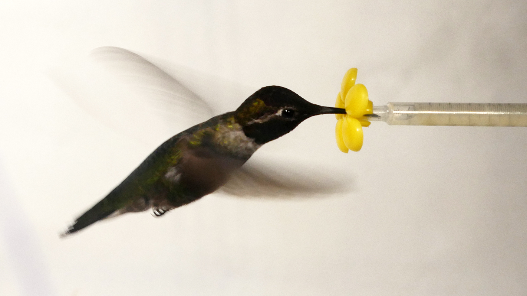 What Happens When You Put a Hummingbird in a Wind Tunnel? Deep Look