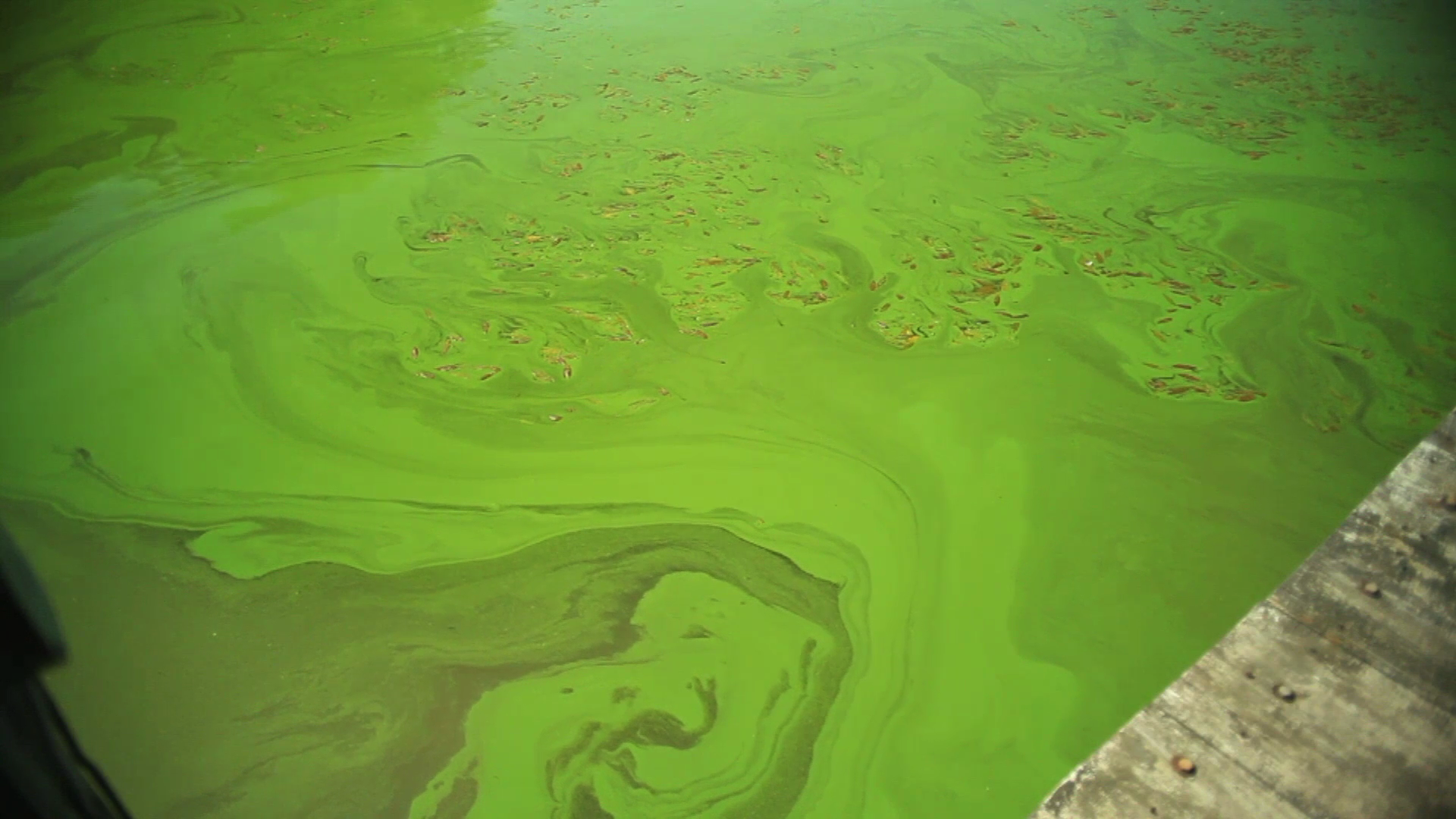Algae Blooms Affect Great Lakes Drinking Water PBS LearningMedia
