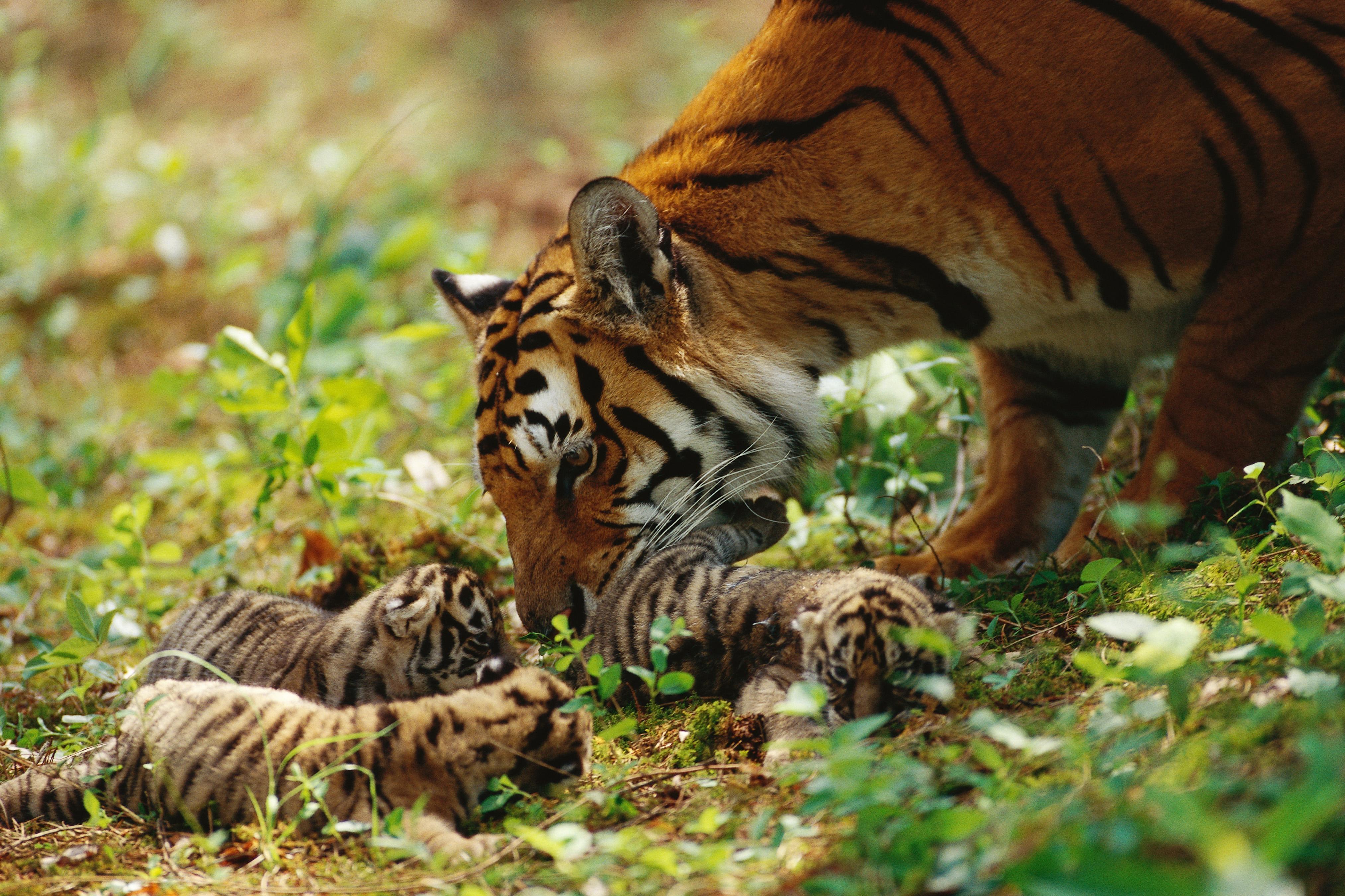 safari animals and their young