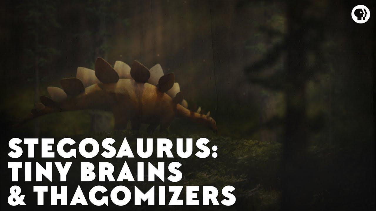 Stegosaurs Tiny Brains Thagomizers Eons Pbs Learningmedia