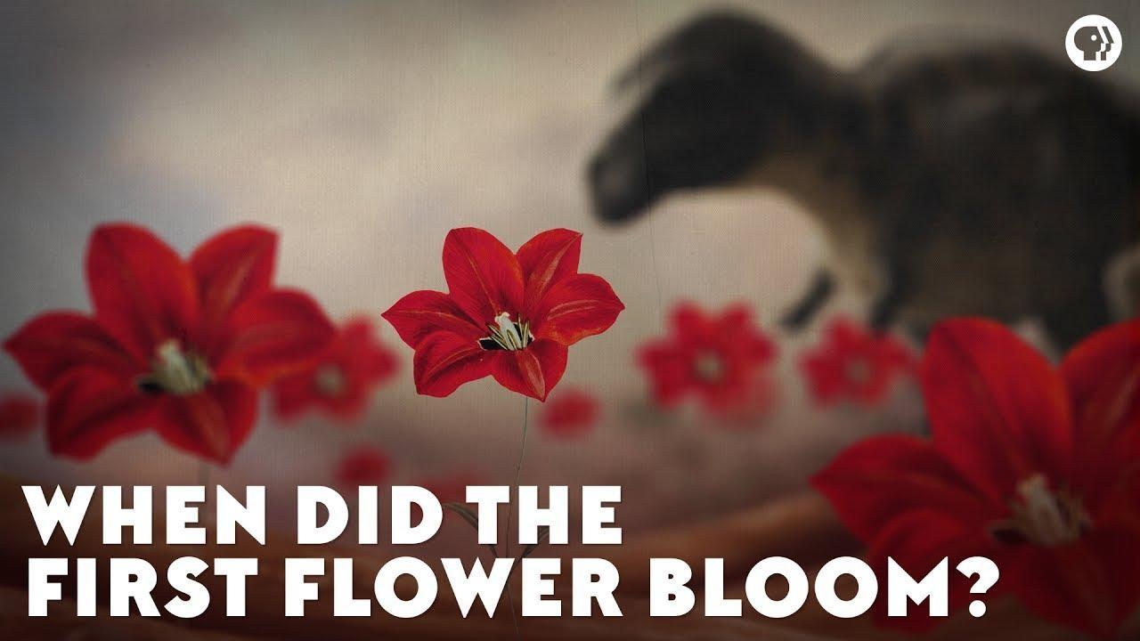 When Did the First Flower Bloom? Eons PBS LearningMedia
