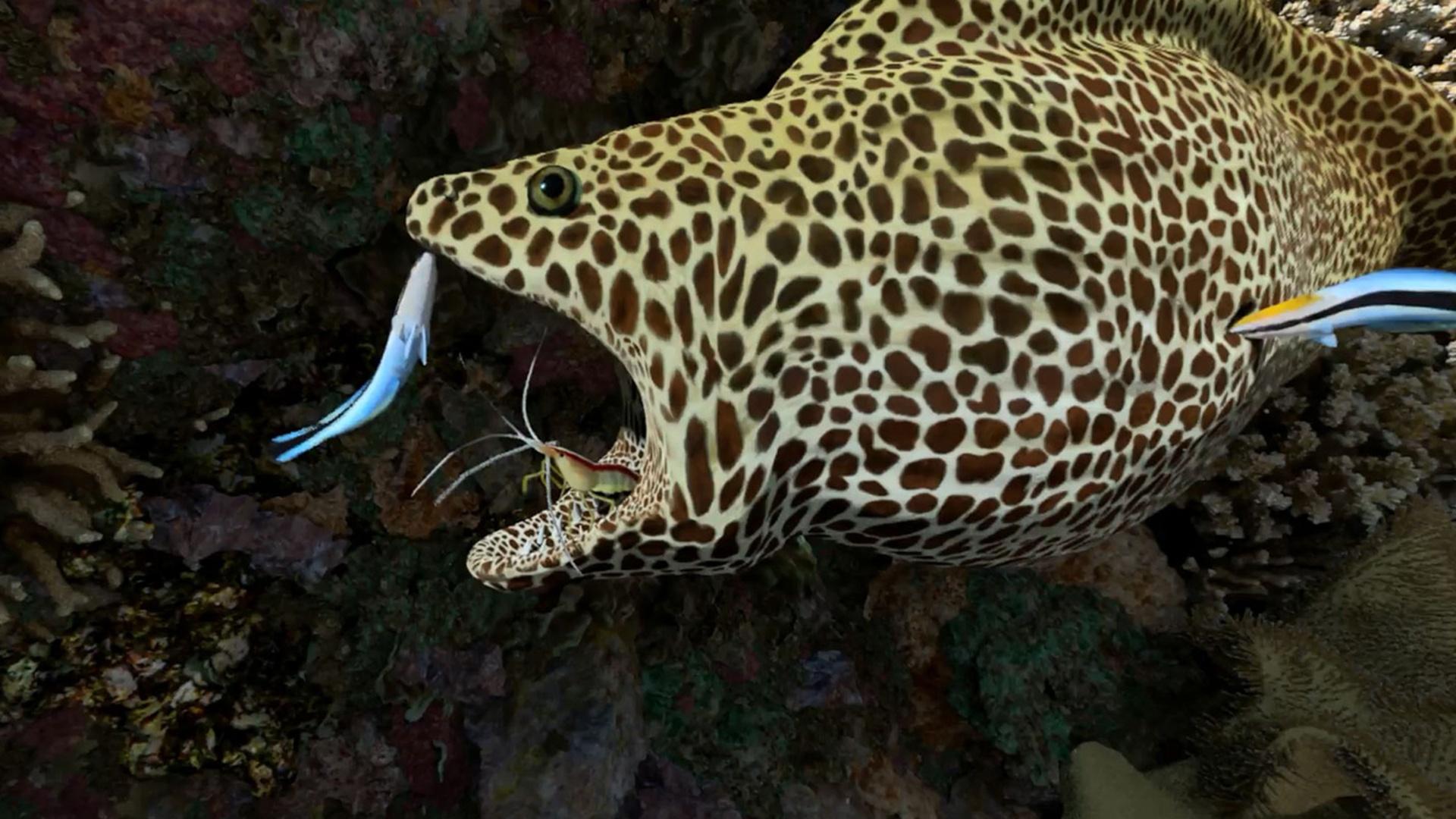 What Animals Live in a Coral Reef? | PBS LearningMedia