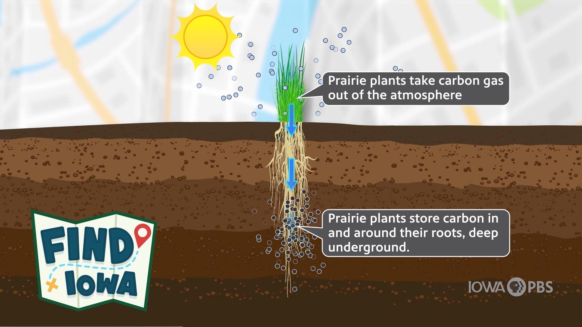 Biological Carbon Sequestration | FIND Iowa | PBS LearningMedia