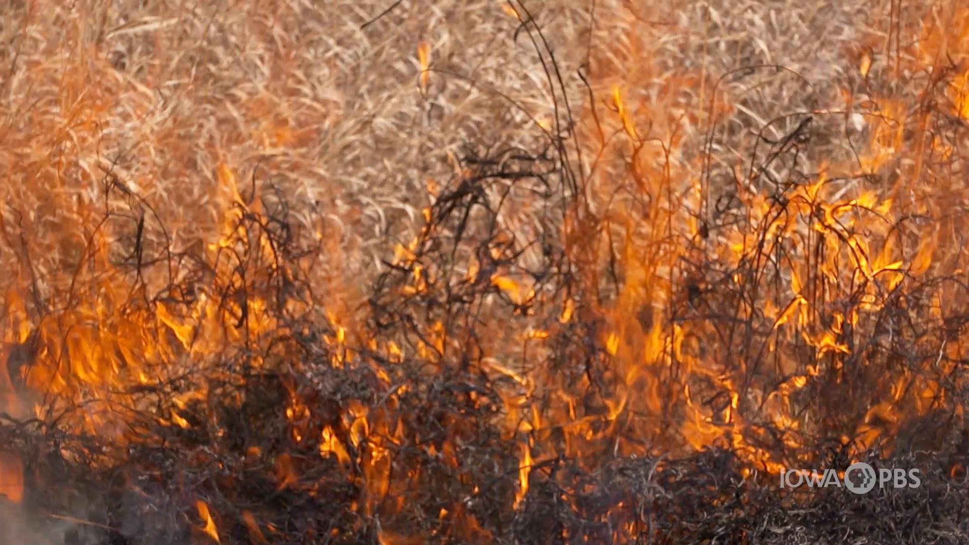 Prairie Burns | FIND Iowa | PBS LearningMedia