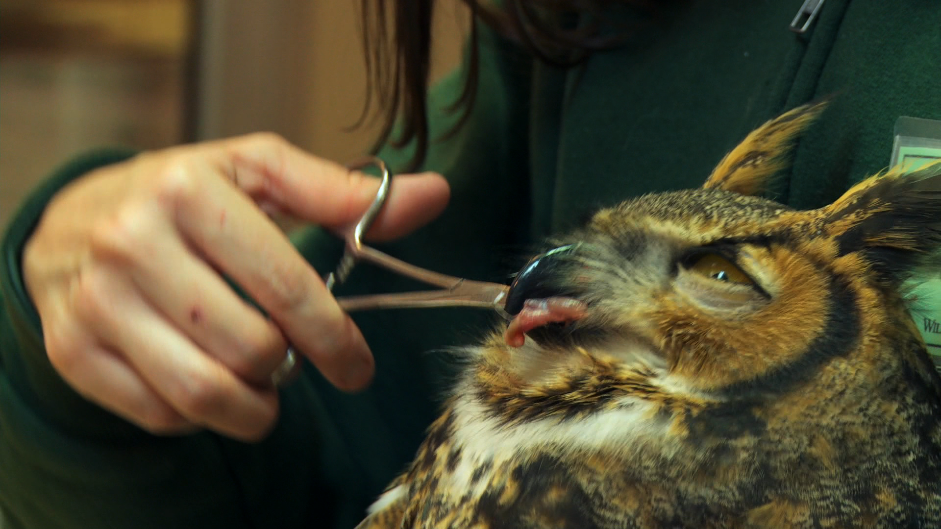 feeding-injured-birds-pbs-learningmedia