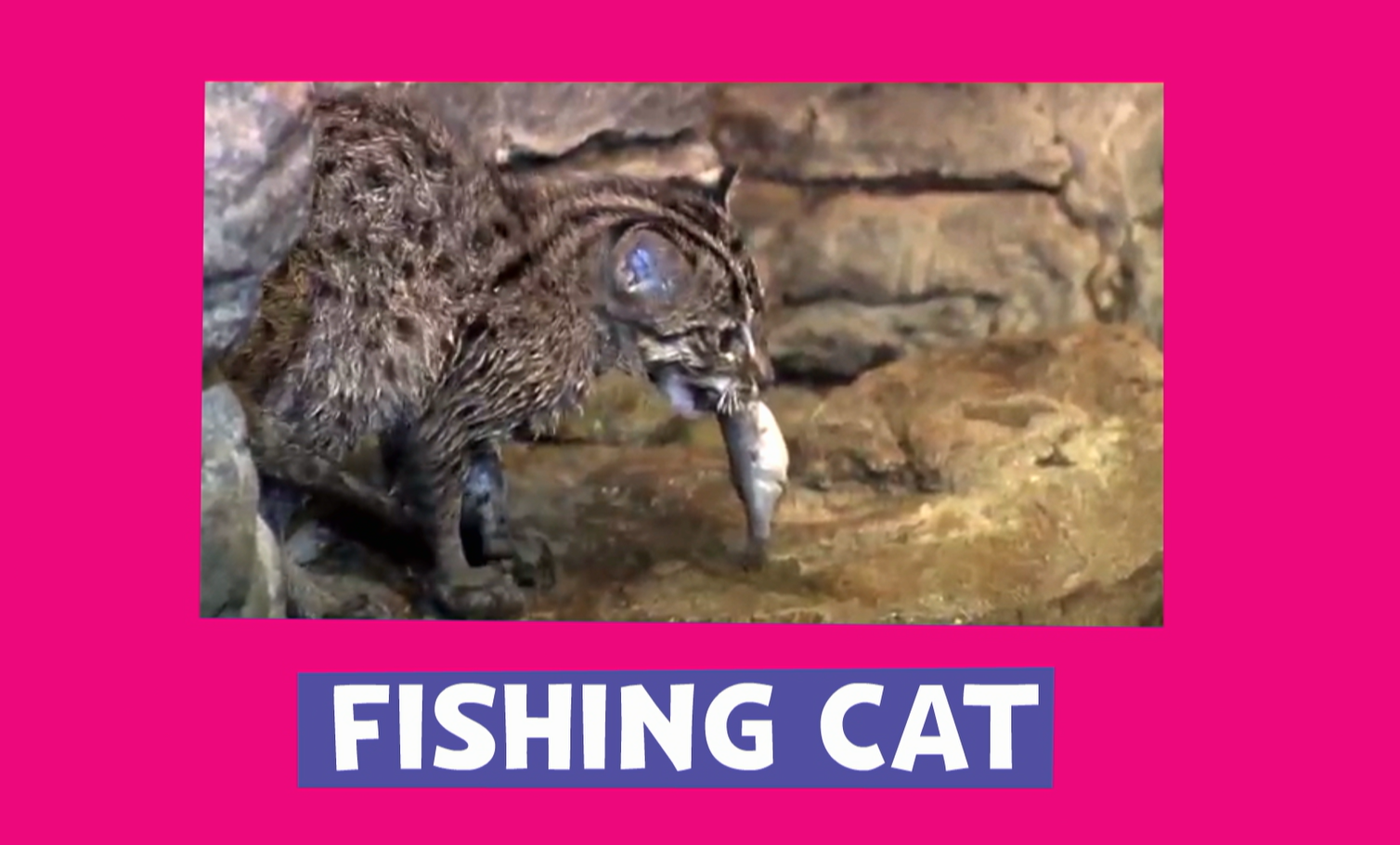 The search for the fishing cat - ABC Radio National