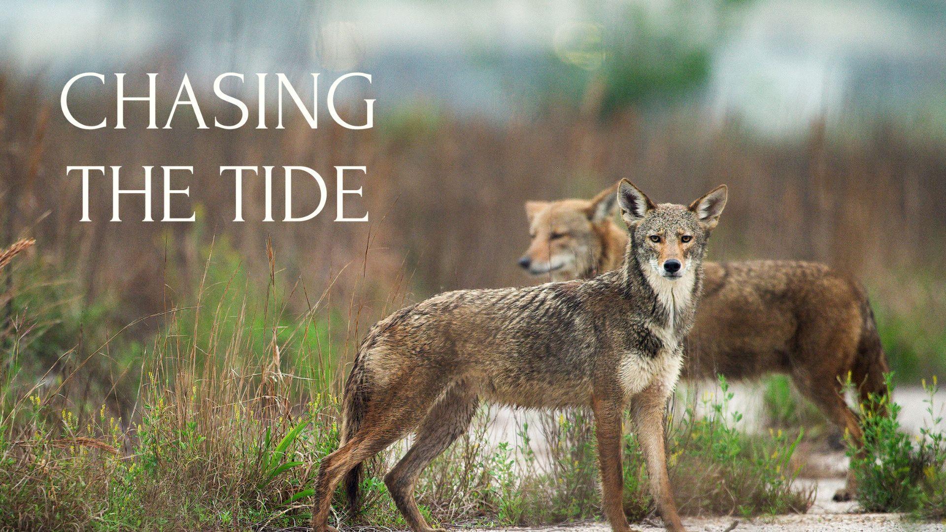 Remarkable Rediscovery of Red Wolf DNA in the Wild | Chasing the Tide