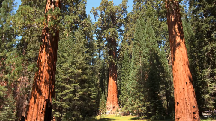 Giant Sequoias Struggle with Drought | PBS LearningMedia