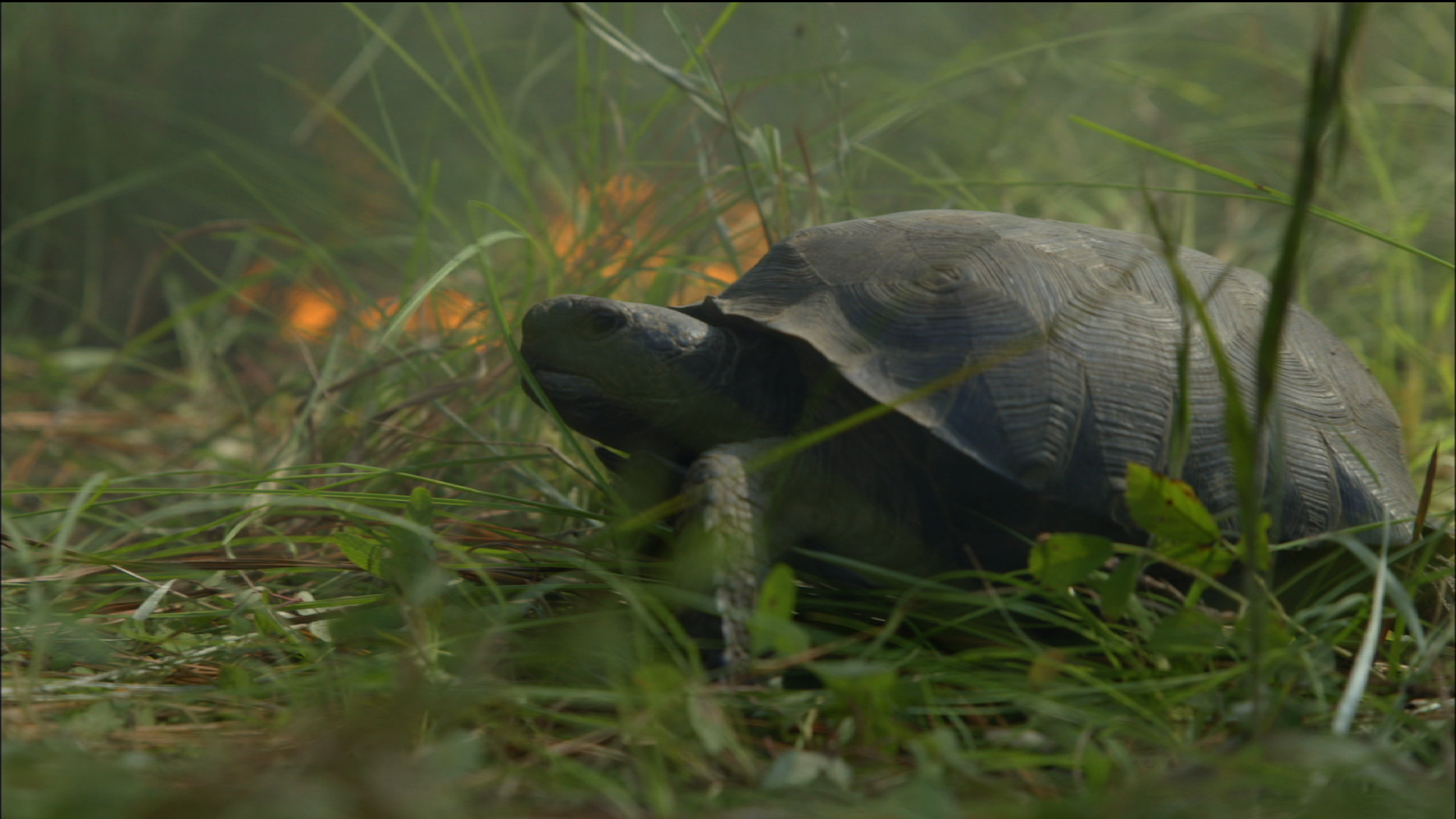 Gopher Tortoise Burrow