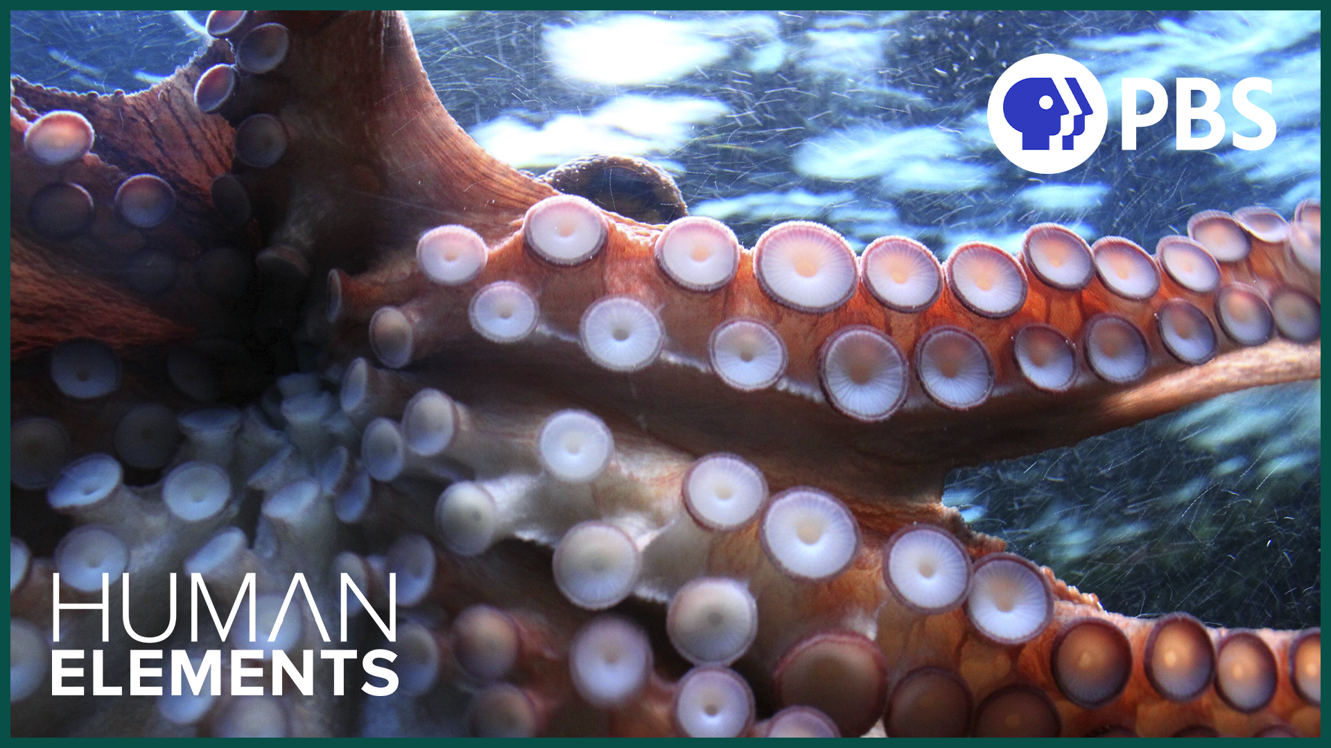 How to Think Like an Octopus | Human Elements | Grades 6-8, 9-12 ...
