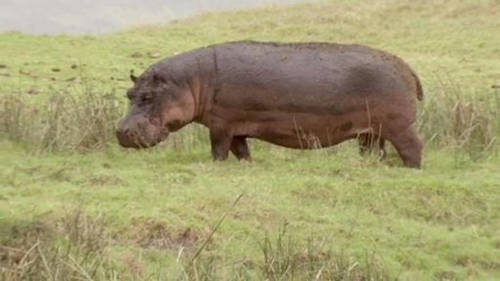 Hippos Home Turf | Wild Kratts Hippos Home Turf | Wild Kratts