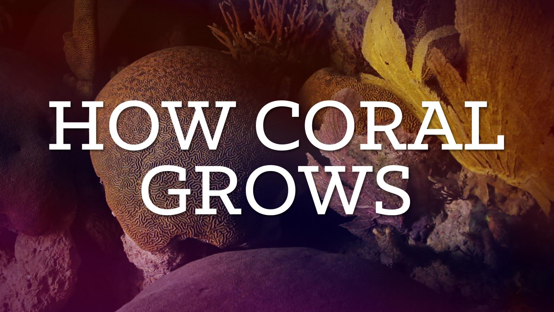 How Coral Grows PBS LearningMedia