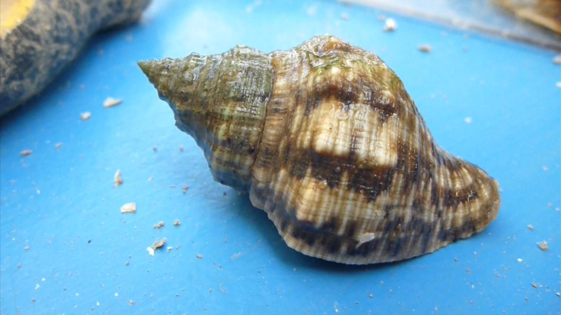 Florida Oyster Reefs Under Siege by Snails In the Grass, On the Reef