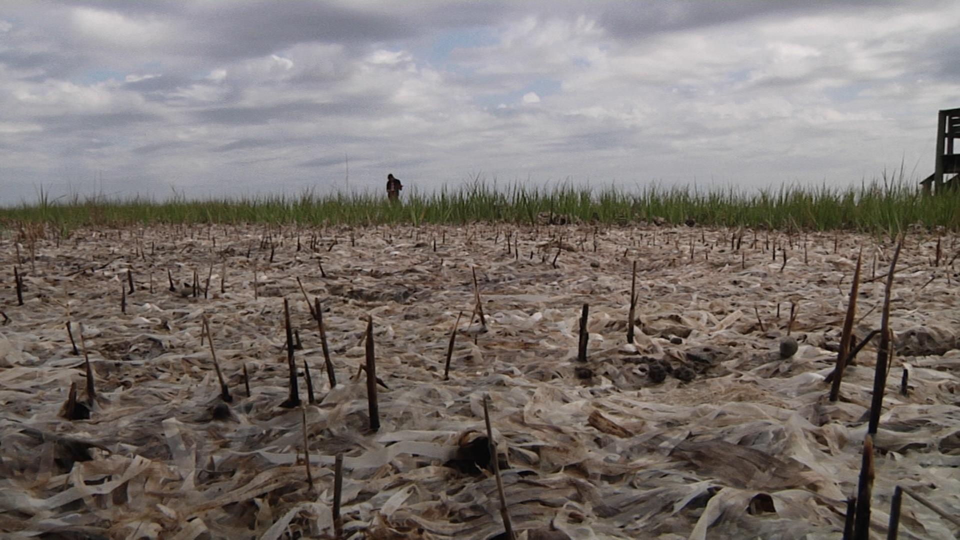 Seagrass Wrack in the Salt Marsh: Blessing or Curse? | In the Grass, On