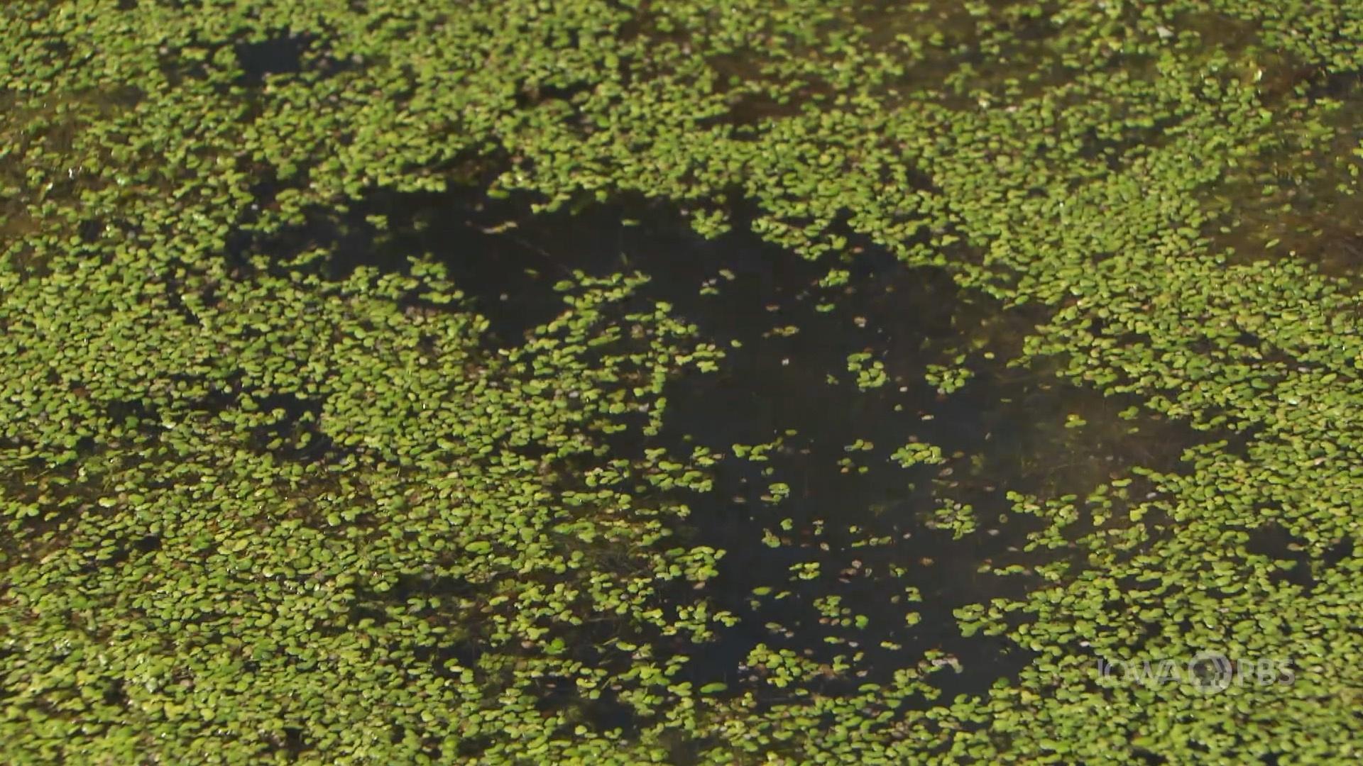 Aquatic Plants Iowa Science Phenomena Pbs Learningmedia