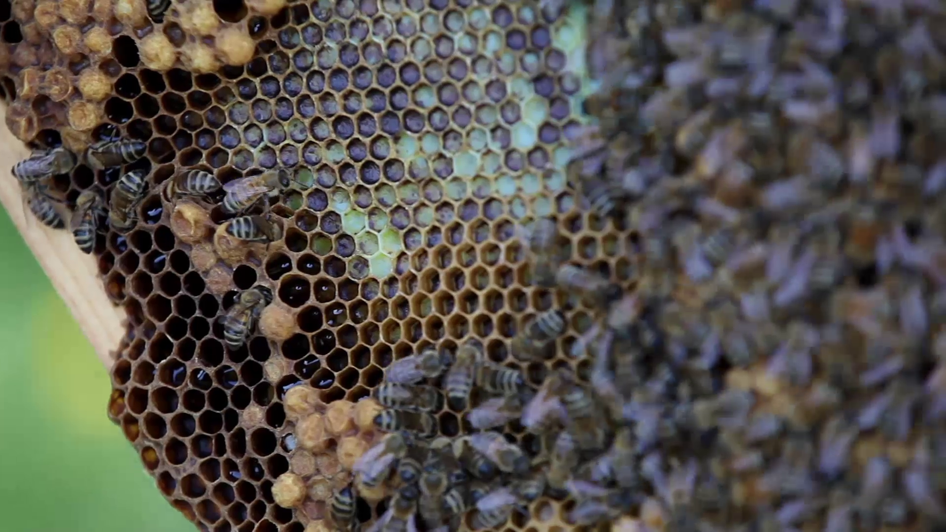 Can Mushrooms Help to Save the Honeybees? PBS LearningMedia