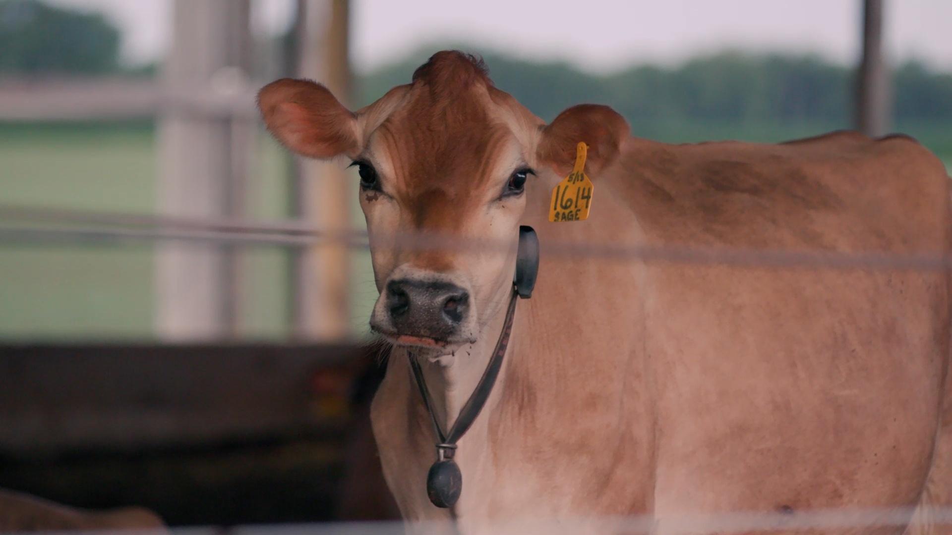 Visit a Kentucky Dairy Farm Kentucky Farms Feed Me PBS LearningMedia
