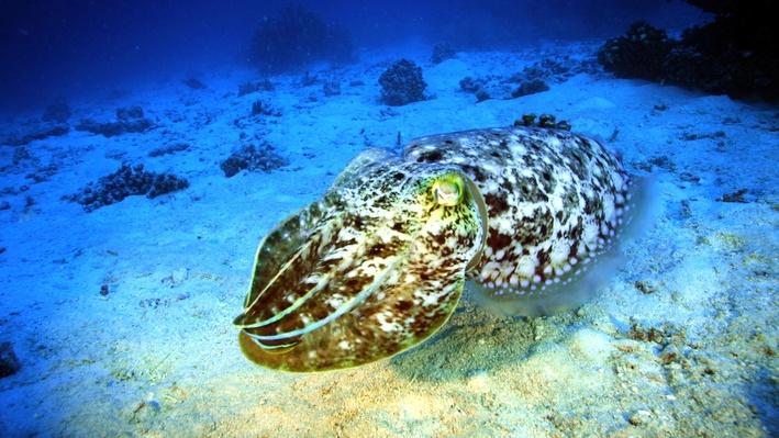 The Amazing Cuttlefish | Life on the Reef | Science | Video | PBS ...