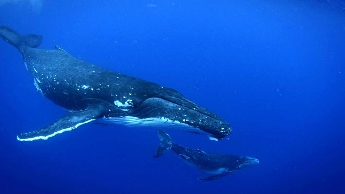 Humpback whale migration | Life on the Reef | Science | Video | PBS ...