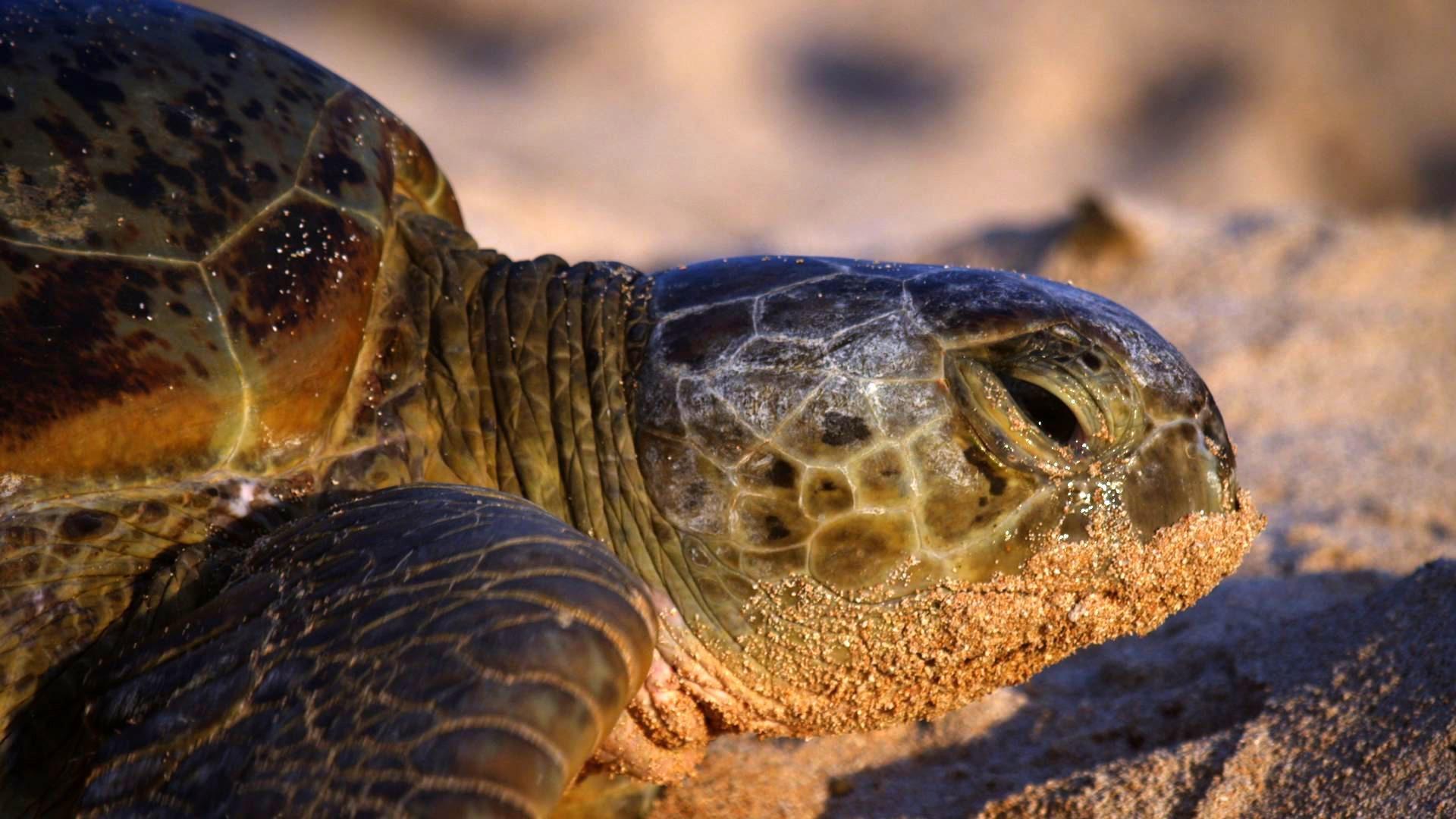 Raine Island Turtle Nesting Life on the Reef PBS LearningMedia