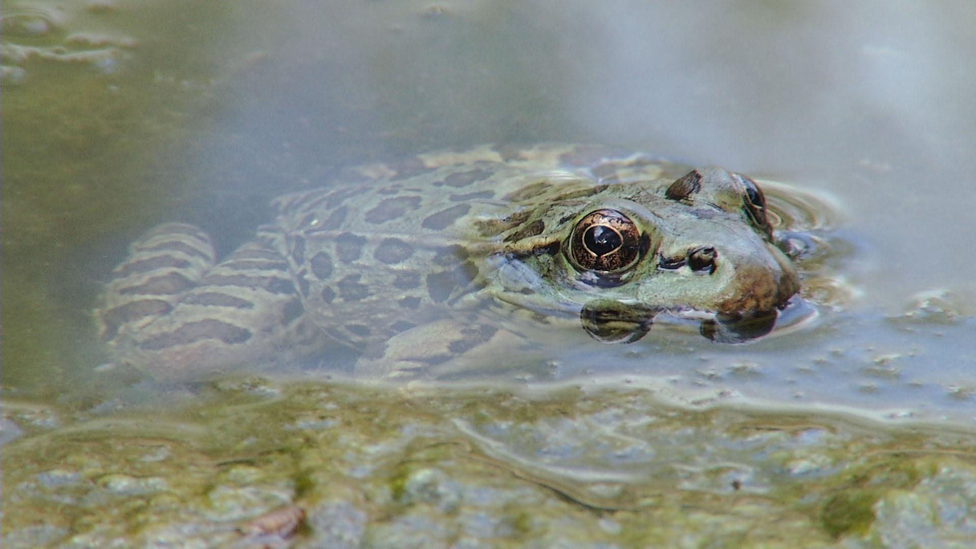 A baby bullfrog, a leopard frog, and a pickerel frog : r/herpetology