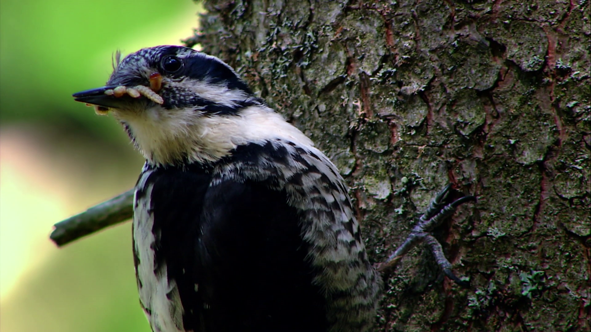 Ecological Antagonists and Partners: Trees, Beetles, and Woodpeckers