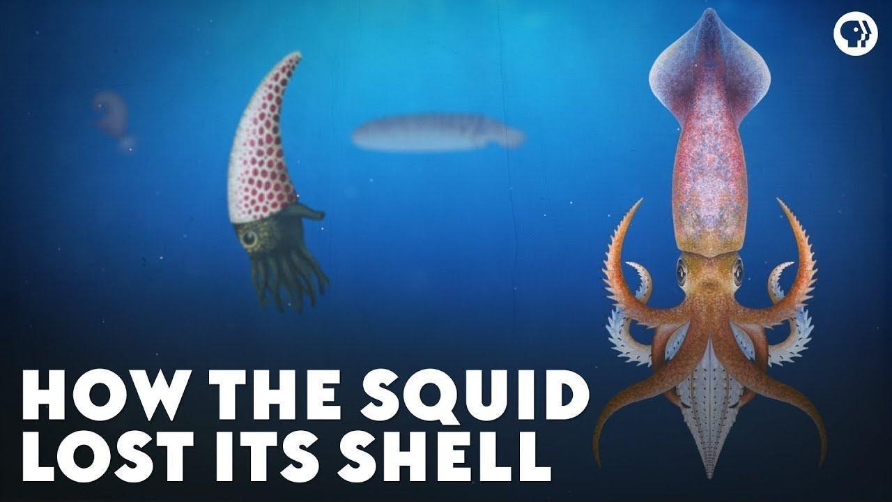 How the Squid Lost Its Shell | Eons | PBS LearningMedia