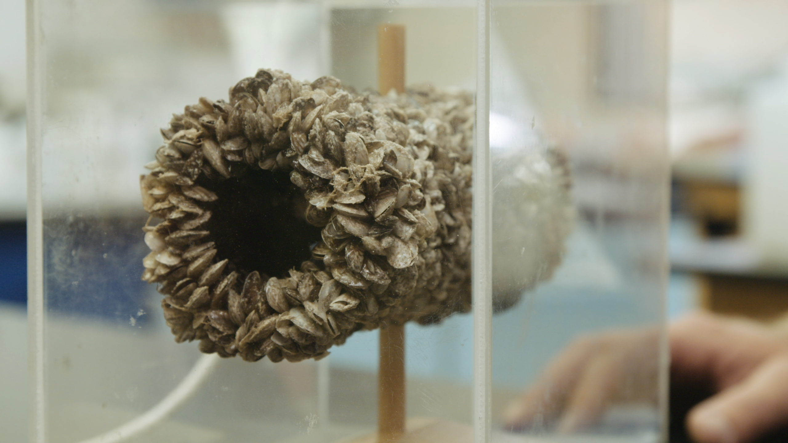 Aquatic Invasive Species Pbs Learningmedia