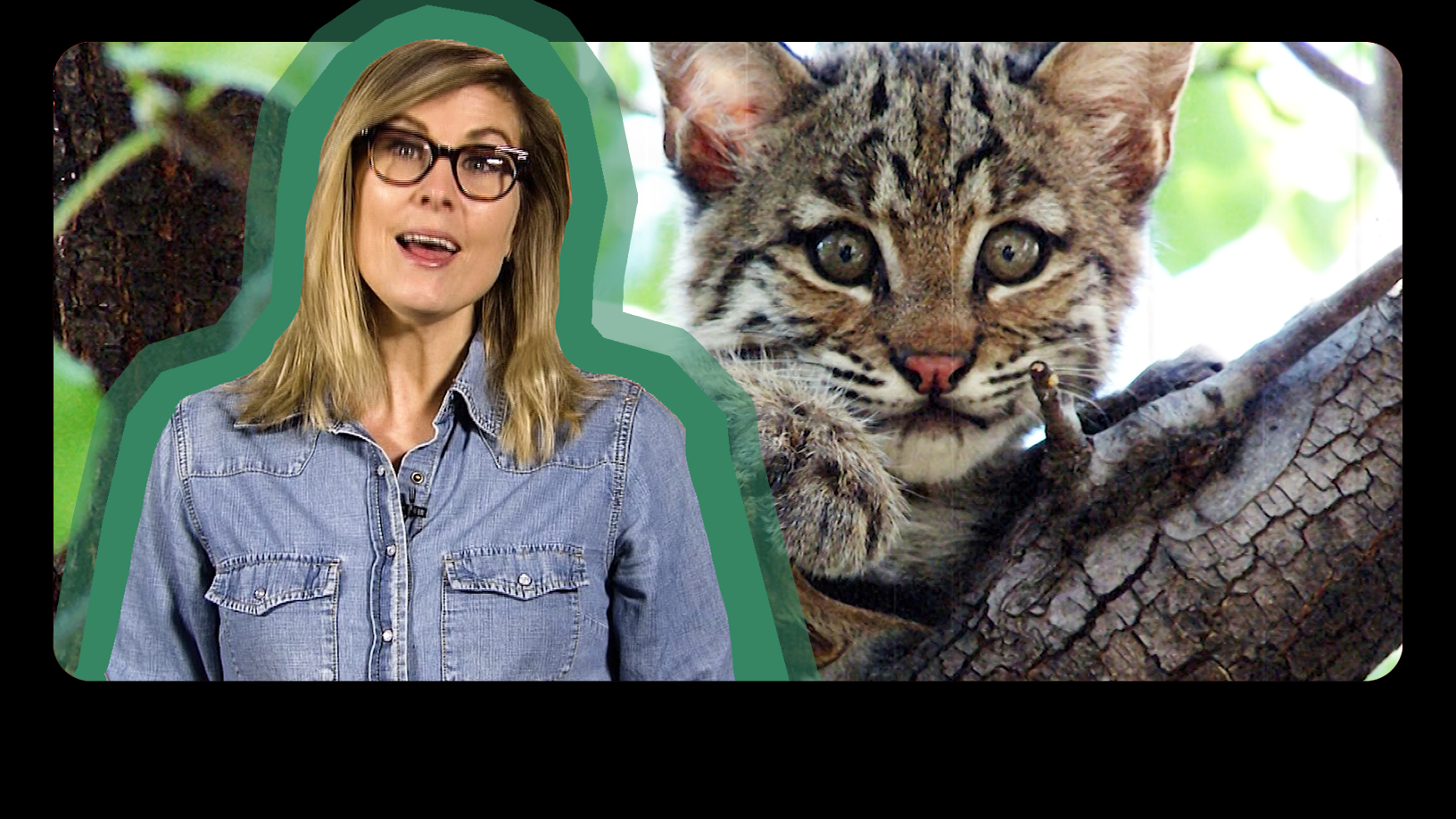 Native Animals That Call Ohio Home Know Ohio PBS LearningMedia
