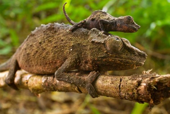 Amphibians, Reptiles, and Mammals | Gorongosa Park | Science | Media