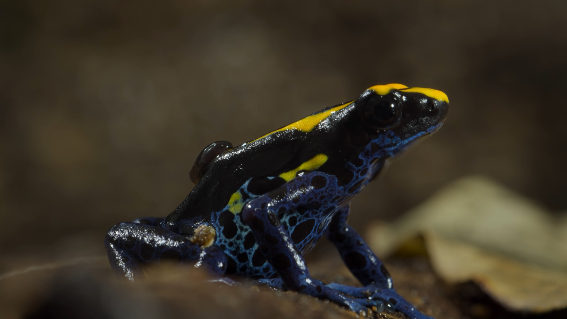 NatureS44_Parenthood_PoisonDartFrog2 image
