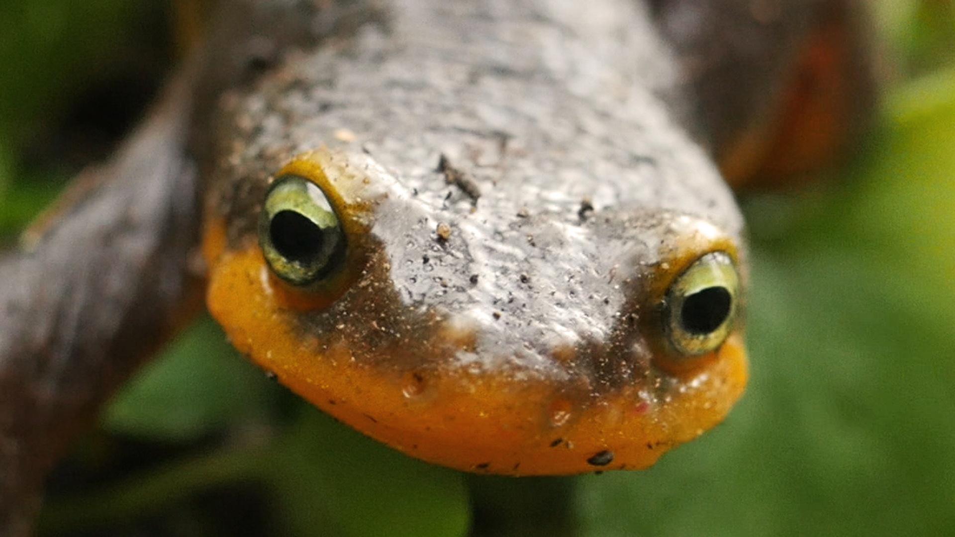 Mating Habits of Newts | Deep Look | PBS LearningMedia