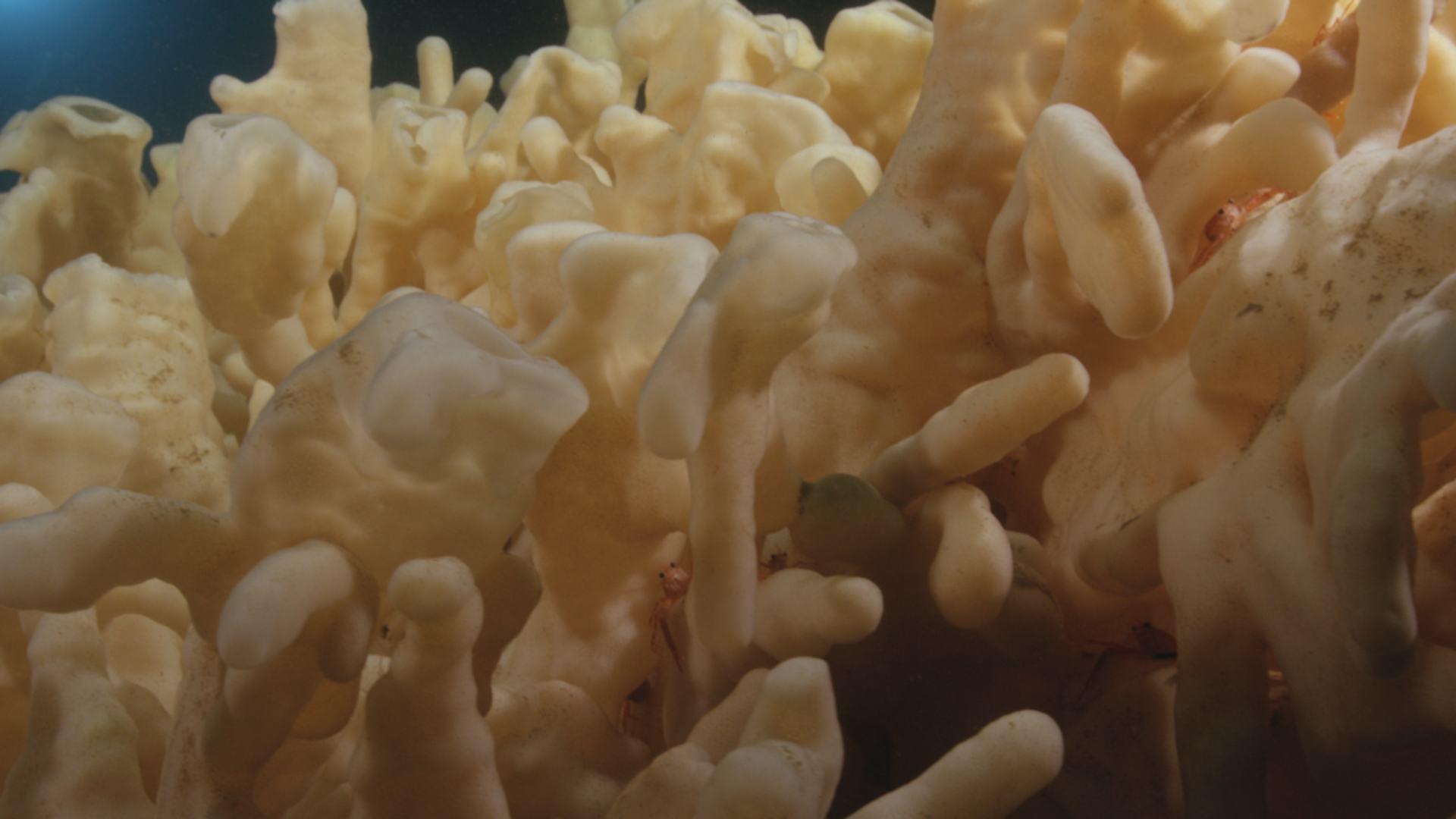Nuytco's Deep Sea Exploration | Big Pacific: Mysterious | Grades 6-8, 9 ...