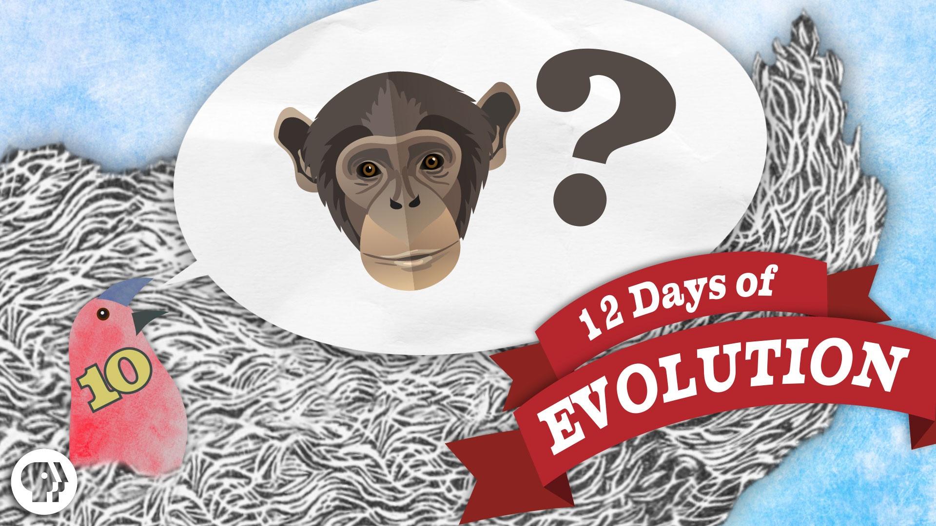 12 Days of Evolution Collection, Be Smart