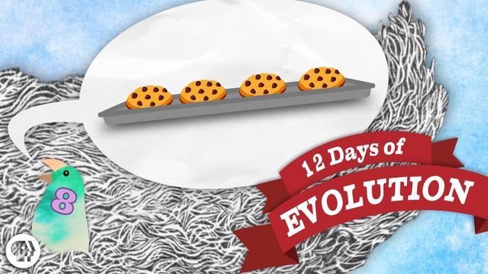 12 Days of Evolution Collection, Be Smart