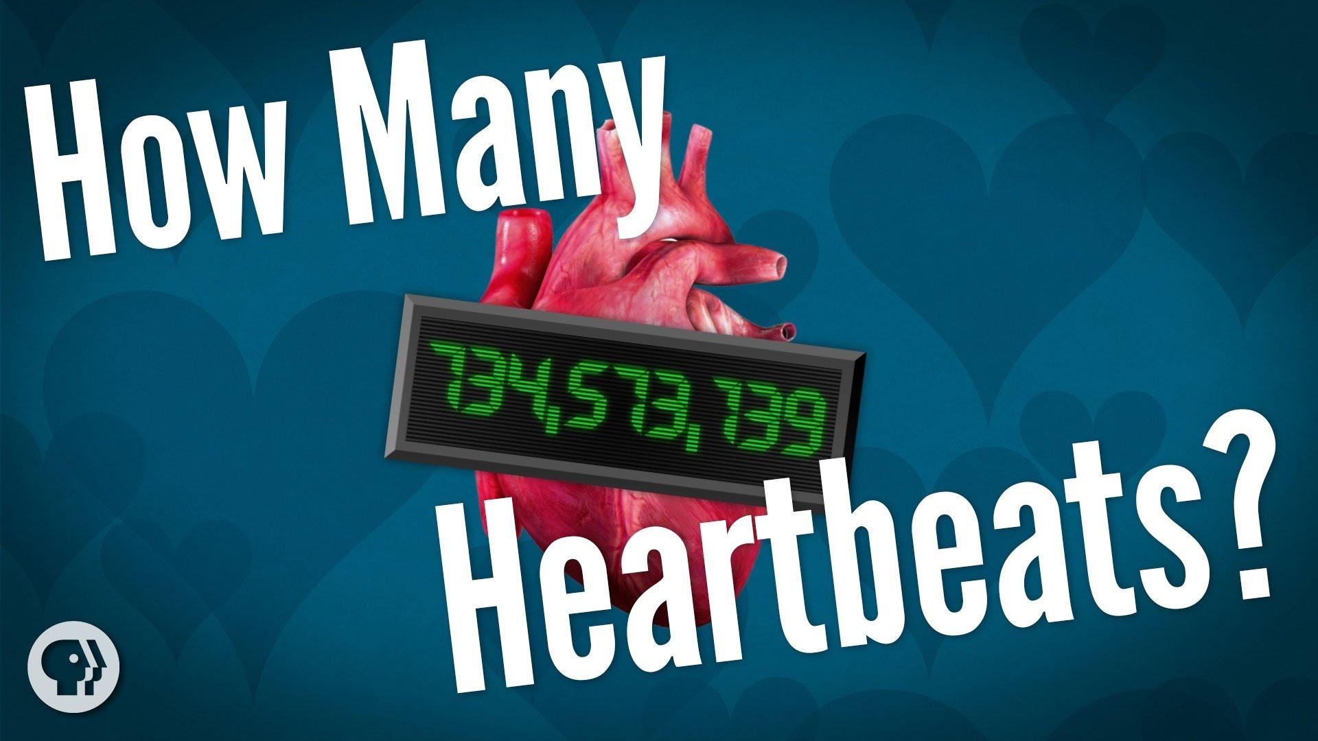 how-many-heartbeats-do-we-get-it-s-okay-to-be-smart-pbs-learningmedia