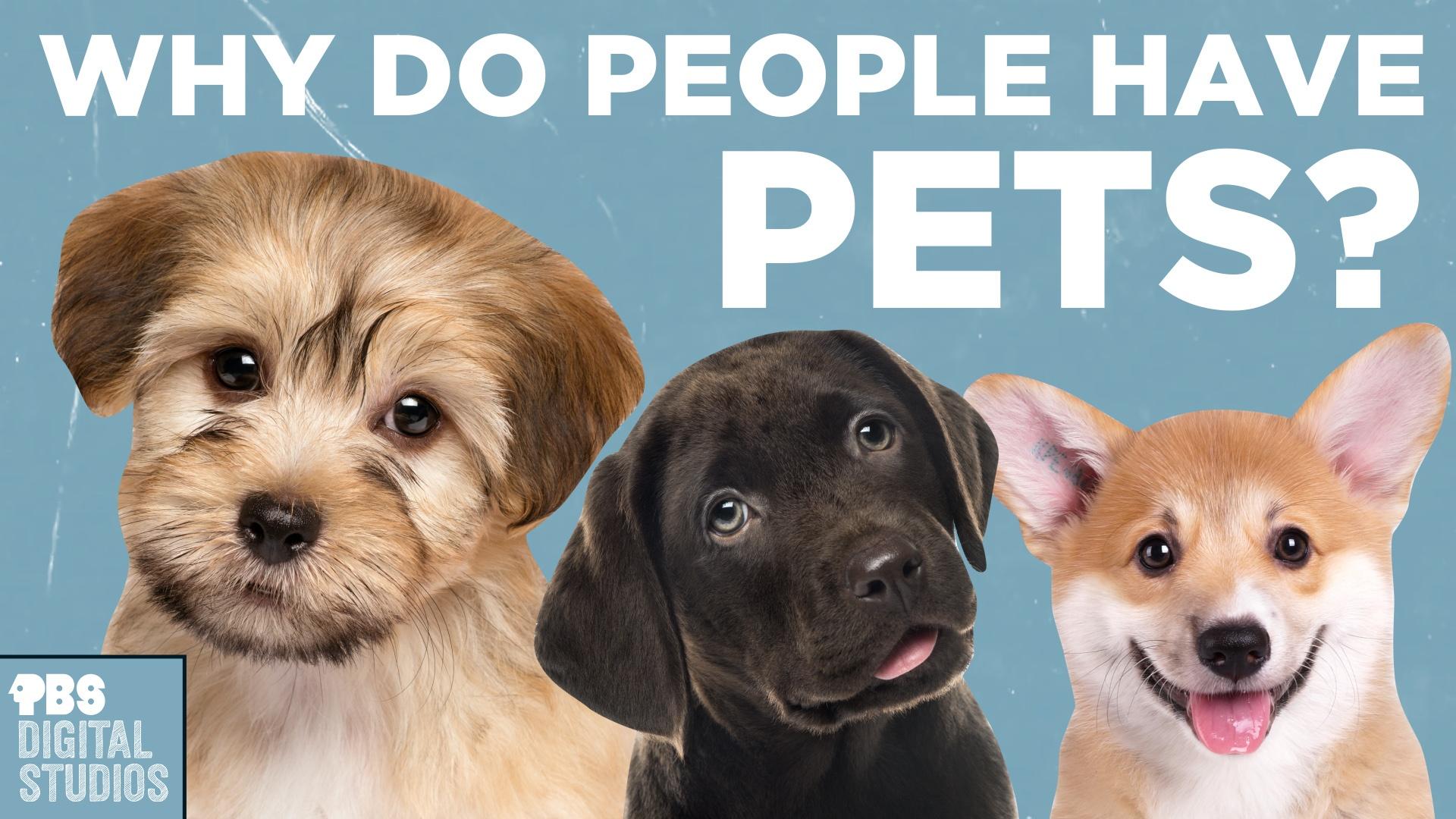 Why Do People Have Pets? | Origin of Everything | PBS LearningMedia