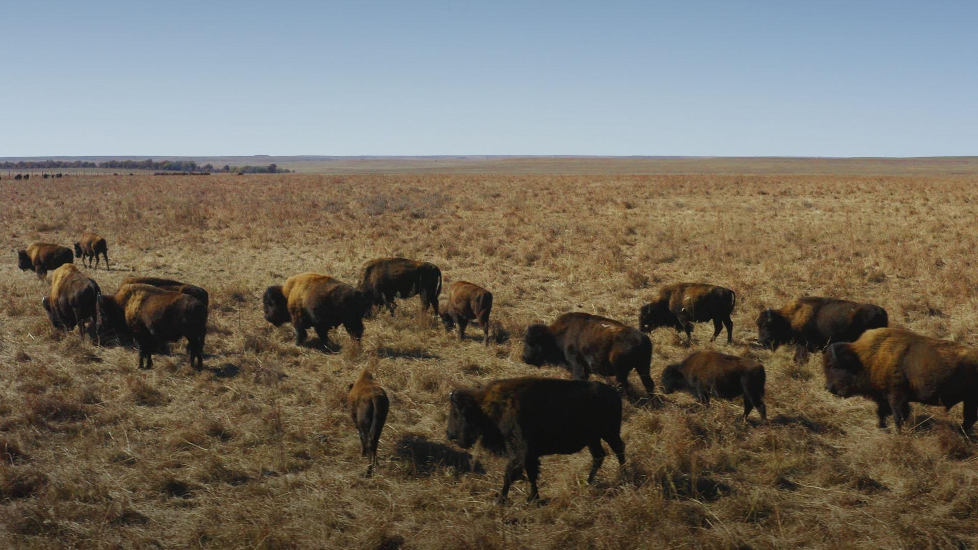 Restoring Bison and Fire to Rewild America's Prairies | Overview ...