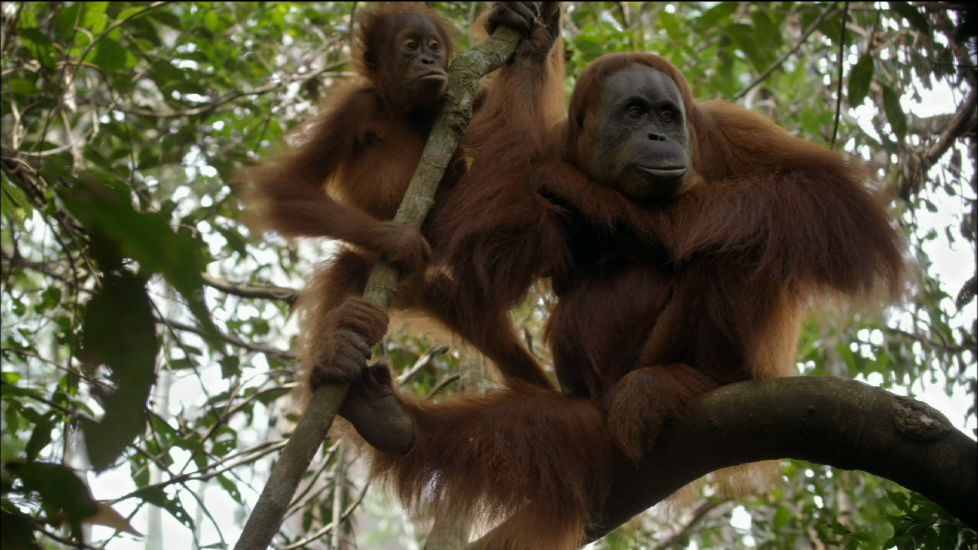 Observing Orangutans In The Wild Pbs Learningmedia 