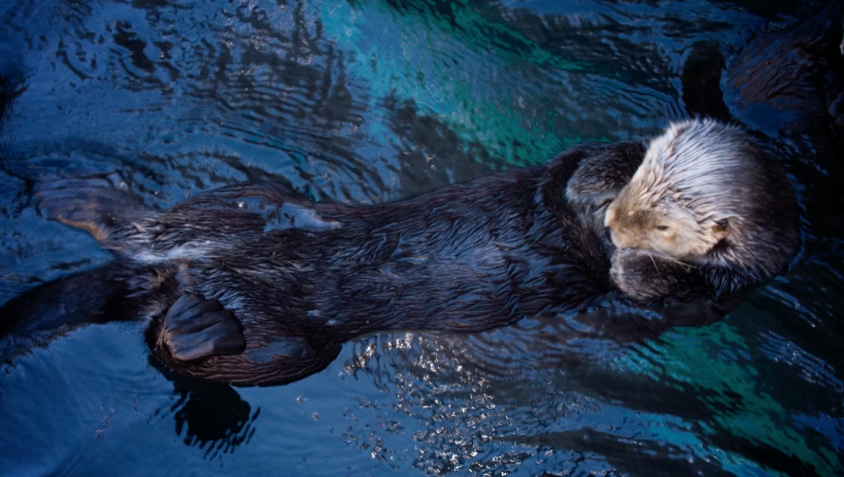 A Sea Otter's Coat is Very Special - NWF