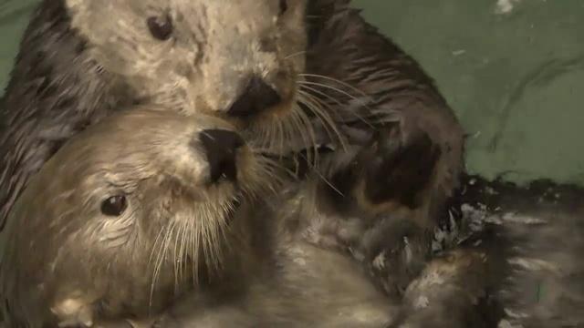 Sea Otters versus Climate Change | PBS LearningMedia