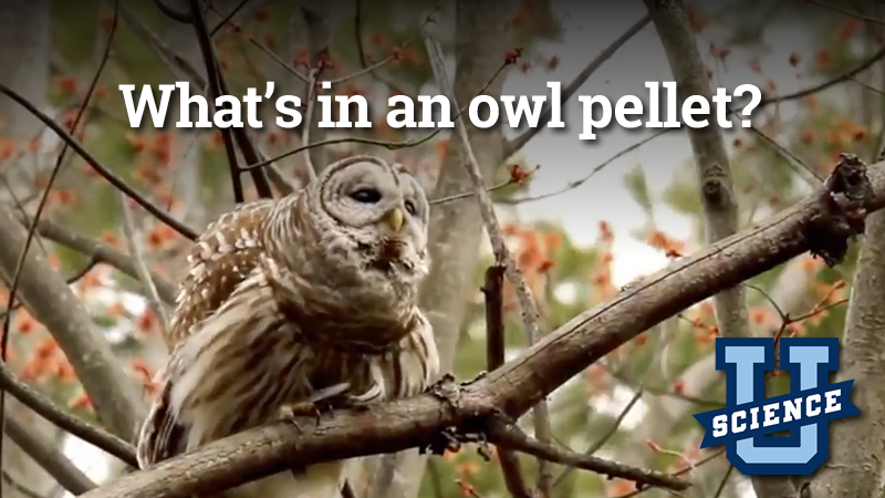 What's in an Owl Pellet?, Science-U