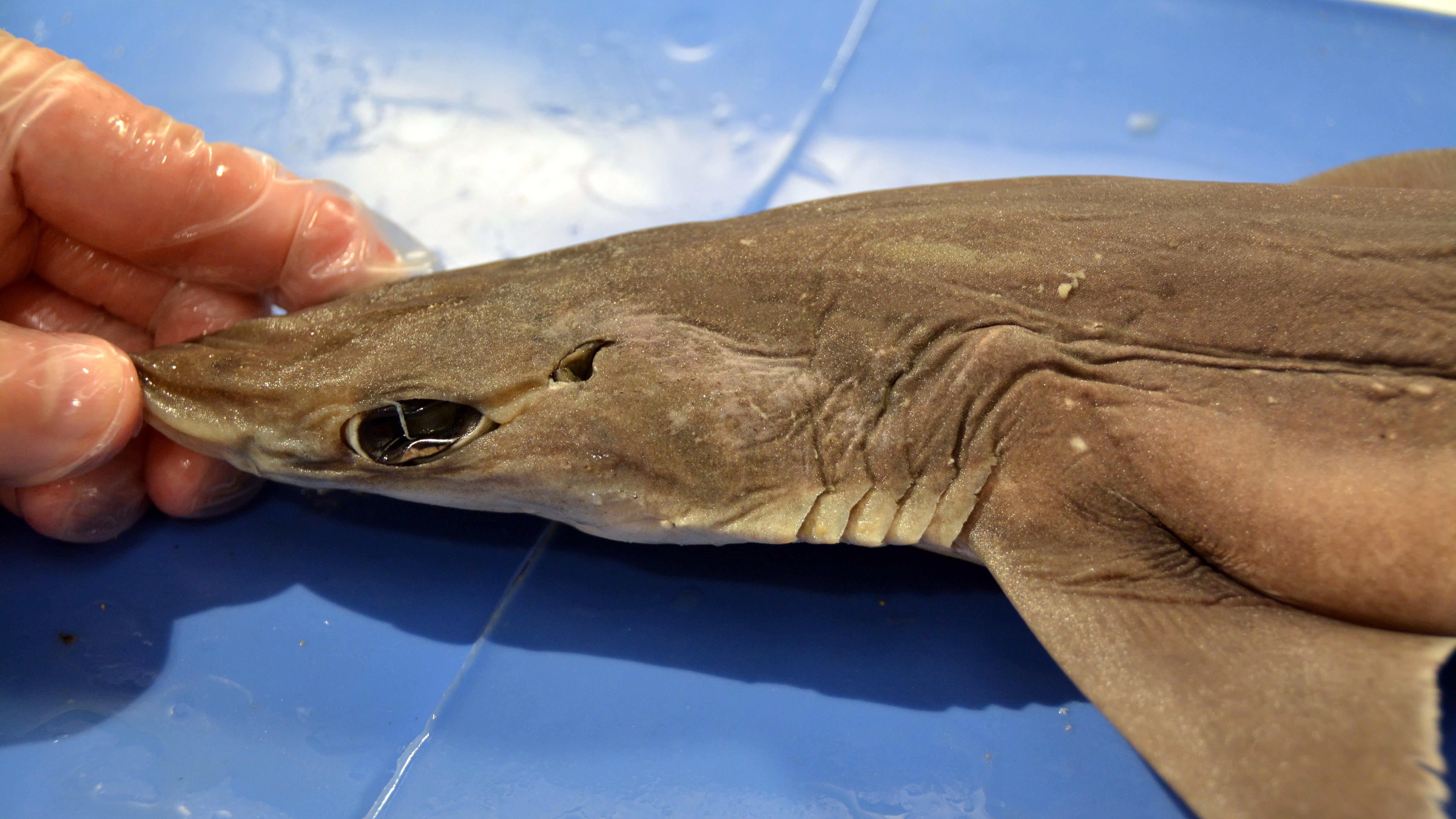Dogfish Shark Dissection Answer Key