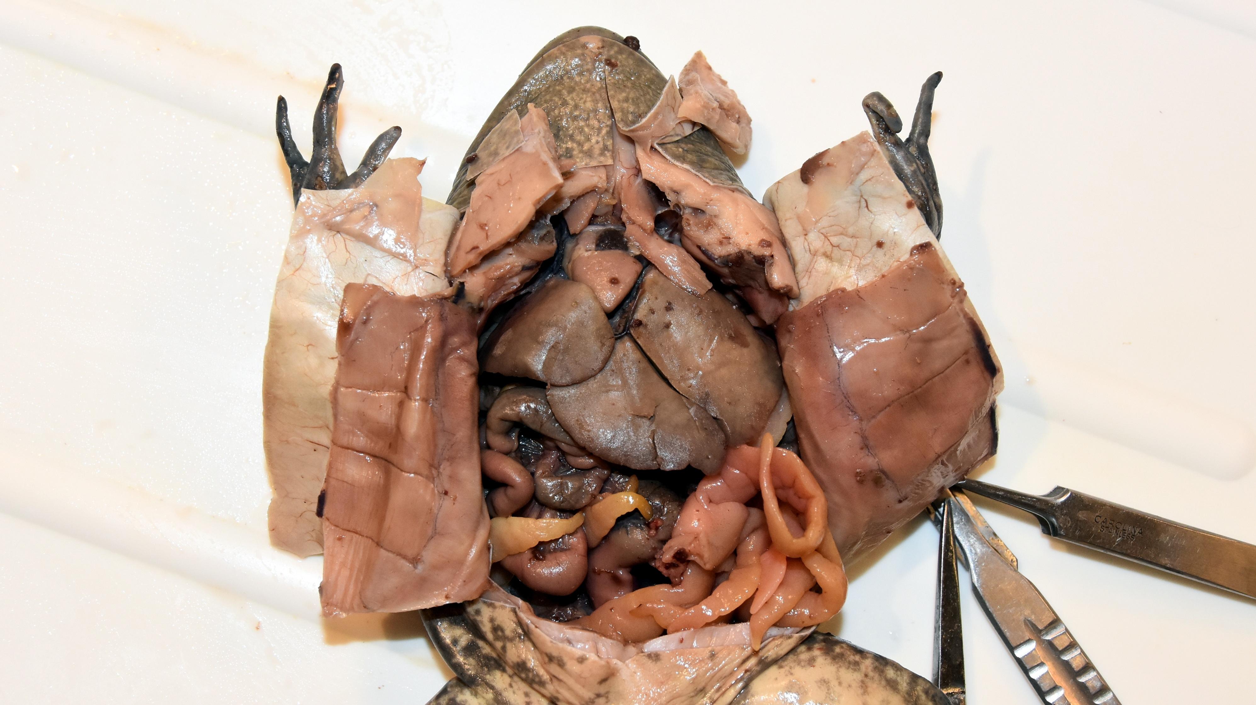 Internal frog dissection